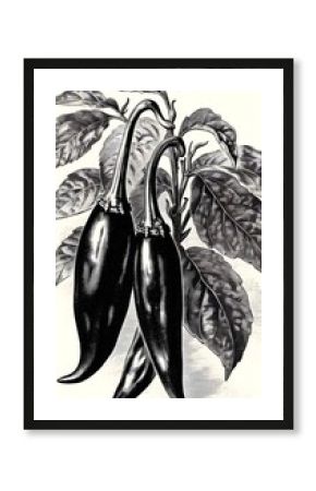 Vintage black and white illustration of chili peppers for culinary art prints