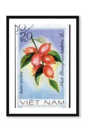 Postage stamp issued in the Vietnam with the image of the Oleaster, Elaeagnus latifolia. From the series on Fruits, circa 1981