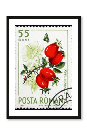 Postage stamp Romania 1964 Wild Rose Hips, Rosa Canina