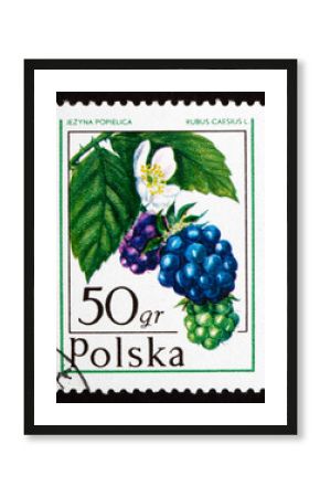 Postage stamp Poland 1977 Dewberry, Forest Fruit