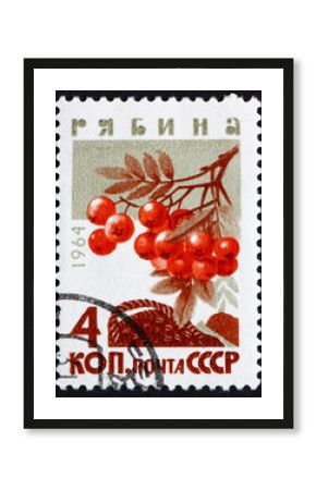 Postage stamp Russia 1964 Mountain Ash, Rowan, Deciduous Tree