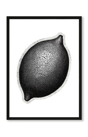 Vintage Citrus Fruit In Retro Engraving. Whole Lemon Illustration Isolated On Transparent Background