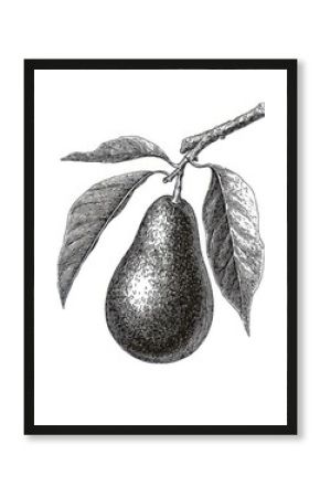 Vintage Engraved Avocado Illustration with Leaf Motif on Isolated White Background