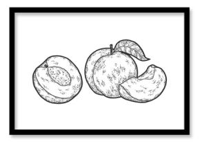 Peach fruit. Slices and whole. Engraving raster illustration.