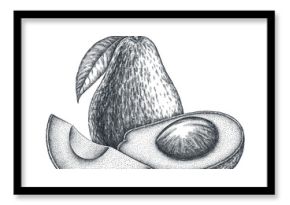 Engrave isolated avocado hand drawn graphic illustration