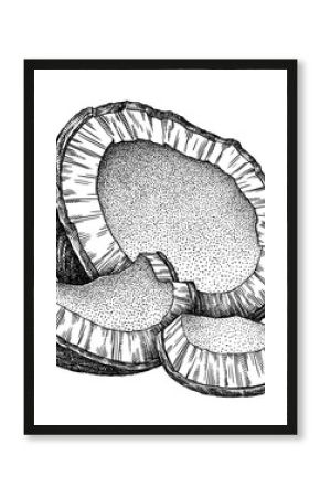 Engrave isolated coconut hand drawn graphic illustration