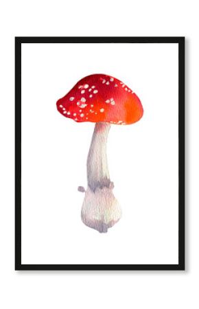 Watercolor Amanita Mushrooms. Isolated On White Backgrounds. Botanical illustration.