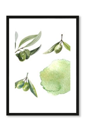 Watercolor olive branch. Sketch of olive branch on white background