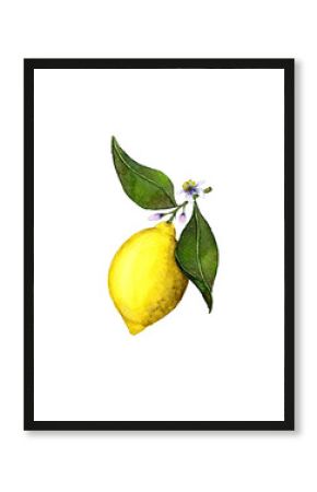 Watercolor lemon hanging on a branch with leaves and flowers. Pair of hand drawn lemons isolated on white background. Realistic watercolor painted lemon fruits in vintage style.