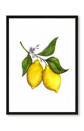 Two lemons hang on a branch with leaves and flowers. Pair of watercolor hand drawn lemons isolated on white background. Realistic watercolor painted lemon fruits in vintage style.