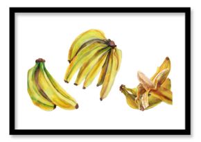 Set of ripe bananas  and bananas on a tree isolated on white background. Hand drawn  Watercolor botanical illustration