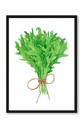 Bouquet fresh leaves salad arugula. Watercolor painting on white background. Illustration for design, textiles, menu