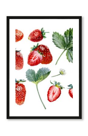 Strawberry. Botanical watercolor illustration of red strawberry.