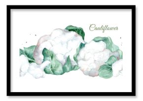 Organic cauliflower. Hand drawn watercolor illustration isolated on white background