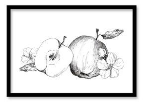 Graphic drawing of apple isolated on white background