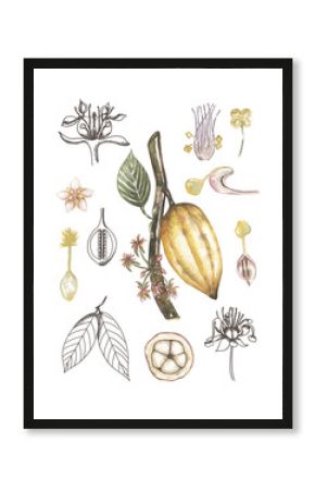 Watercolor vintage life cycle poster with cacao pod and leaves. Old style poster illustration with cocoa branch, beans and leafs.  Hand drawn retro educational card, school clip art