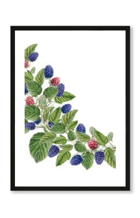 Branch with berries and blackberry leaves. Watercolor botanical illustration of blackberry, hand drawn blackberry berries.