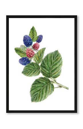 Branch with berries and blackberry leaves. Watercolor botanical illustration of blackberry, hand drawn blackberry berries