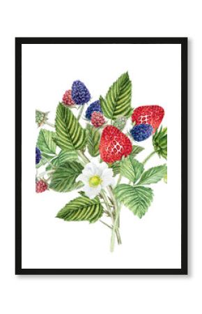 Branch with berries and leaves of blackberry and strawberry. Watercolor botanical illustration of blackberry, hand drawn blackberries and strawberries, summer bouquet with berries.