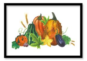 Pumpkins, eggplant, spikelets and garlic composition. Hand drawn watercolor illustrations on transparent  background. Happy Thanksgiving