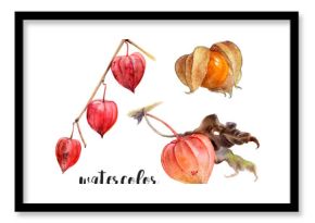 Stunning and Beautiful Watercolor Illustrations Depicting Physalis Fruits and Their Pods