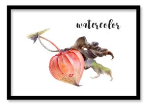 Stunning and Beautiful Watercolor Illustrations Depicting Physalis Fruit