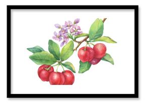 Branch of ripe Acerola (Barbados cherry,  thai cherry, Malpighia glabra) with berries, flowers. Red Acerola -tropical fruit. Watercolor hand drawn painting illustration isolated on white background.