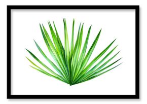 palm leaves, on an isolated white background, watercolor illustration