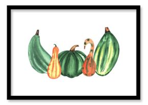 Autumn composition. Pumpkin isolated watercolor illustration for postcard, poster design. Vegetable pumpkin