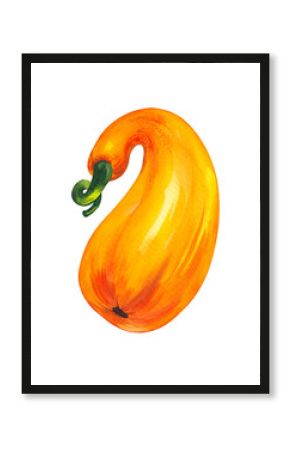 Watercolor pumpkin curved orange. Perfect for DIY projects, cards, invitations, posters, scrapbooking, branding. Botanical illustration.