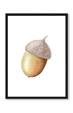 Watercolor illustration of an acorn hand drawn isolated on a white background.Suitable for design, print.