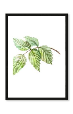 Green raspberry leaf watercolor. Hand drawn botanical illustration of branch isolated. Bright berry clipart for food and cosmetic labels and packages.