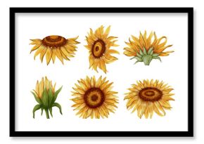 Hand drawn watercolor set of sunflowers in different poses. Flowers. Botanical watercolor illustration. Perfect for botanical design, print, posters, decor, packaging.