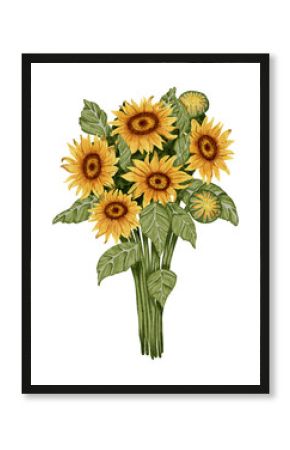 Watercolor drawing of a bouquet of sunflowers. Perfect for food packaging, organic product design, packaging or agricultural projects.