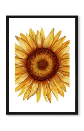 Hand drawn watercolor sunflower with green leaves on white background. Perfect for botanical design, print, posters, decor, packaging.