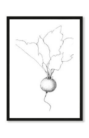 Dark monochrome watercolor radish illustration, moody botanical vegetable art, rustic farm produce painting for vintage posters, kitchen wall decor, eco lifestyle branding and natural food design.
