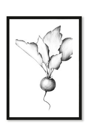 Dark monochrome watercolor radish illustration, moody botanical vegetable art, rustic farm produce painting for vintage posters, kitchen wall decor, eco lifestyle branding and natural food design.