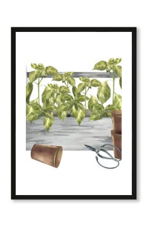 Green basil seeding in wooden box with clay brown pots and scissors watercolor illustration. Hand drawn herb plants clipart, home floral spices painting for hobby gardening poster, eco sticker,food