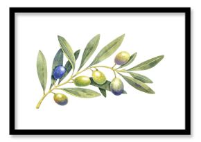 Watercolor green and purple olives branch. Hand painted floral illustration olive fruit, tree branches, leaves isolated background. Drawings food. Edible foliage. For menu, wrapping card gift