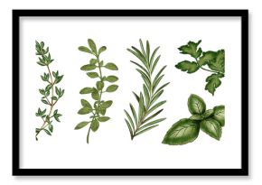 Set of Watercolor illustration of fresh herbs: rosemary, thyme, oregano, and cilantro. Suitable for packaging and menus, advertising and cookbooks, interior design and textiles.