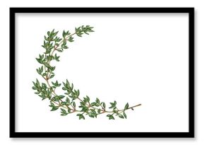 Watercolor decorative thyme branch in the shape of crescent on a white background. Ideal for menus, packaging, recipes, gastronomy design, cards, invitations, magazines, posters and culinary projects