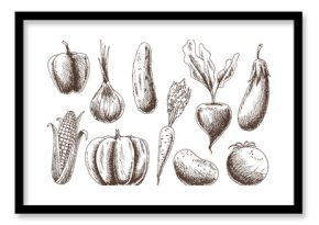 Collection of vegetables. Hand drawnorganic food. Linear graphic of healthy food in vintage style. Vegetarian set. Sketch illustration