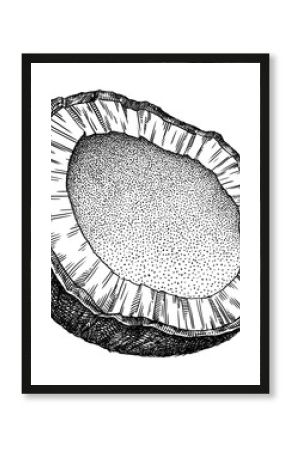 Engrave isolated coconut hand drawn graphic illustration