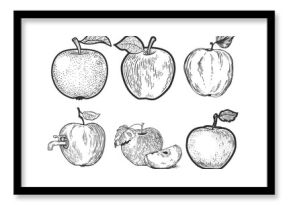 Apple fruit set line art sketch raster