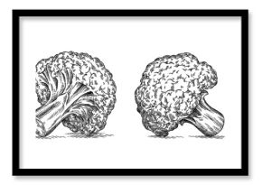 black and white engrave isolated cauliflower illustration