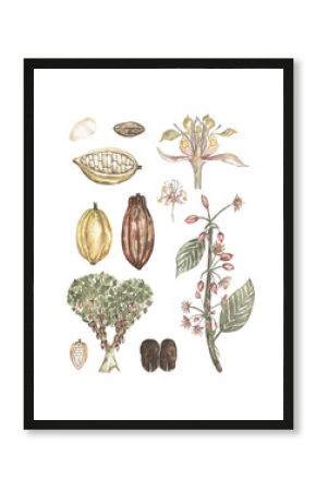 Watercolor vintage life cycle poster with cacao pod and leaves. Old style poster illustration with cocoa branch, beans and leafs.  Hand drawn retro educational card, school clip art