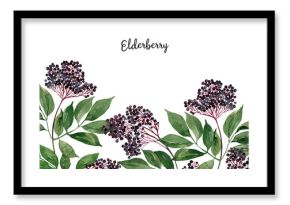 Elderberry, black berries, elderflowers frame, border, bouquet. Home grown medicine plant, apothecary ingredient, healthy organic food illustration. Print, broshure, poster, postcard