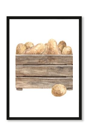 Watercolor composition potatoes in a wooden box, so hand-drawn, a simmilar on a white background. It can be used in posters, postcards, paper, fabric.