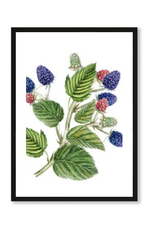 Branch with berries and blackberry leaves. Watercolor botanical illustration of blackberry, hand drawn blackberry berries