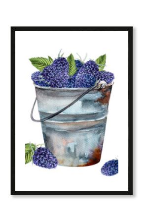 Metal bucket with blackberries and leaves. Realistic watercolor illustration, hand drawing.